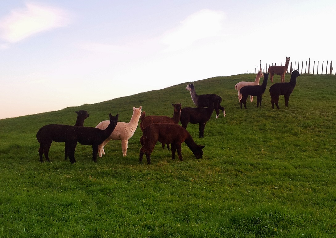 Ataahua Alpaca Stud - Hamilton, New Zealand