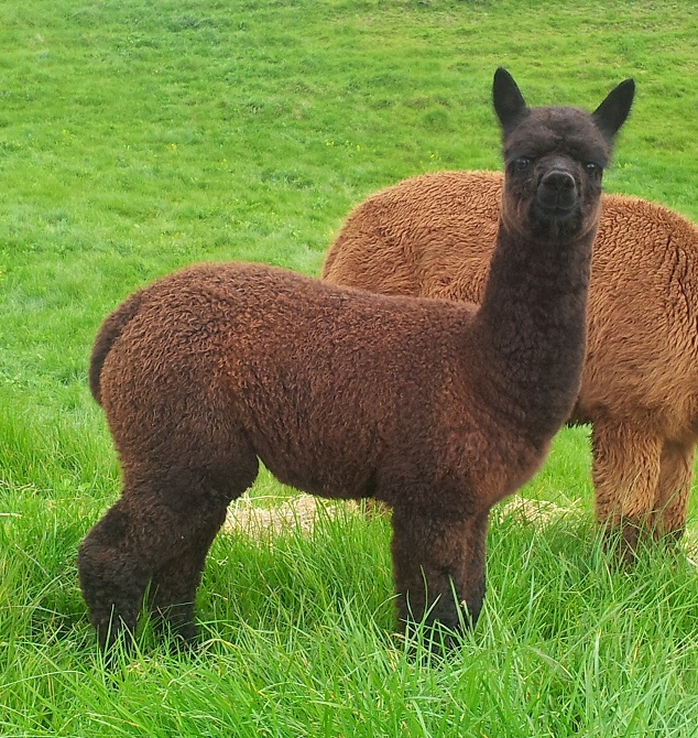 Black Alpacas For Sale